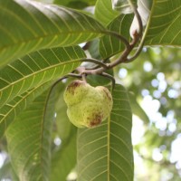 Artocarpus gomezianus Wall. ex Trécul